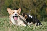 CORGI PEMBROKE 1001